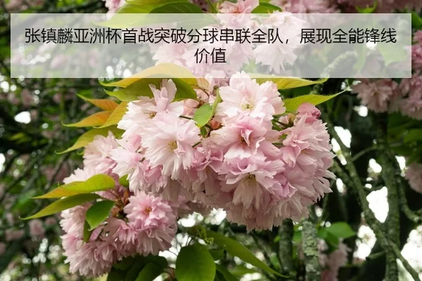 zhang-zhen-lin-ya-zhou-bei-shou-zhan-tu-po-fen-qiu-chuan-lian-quan-dui-zhan-xian-quan-neng-feng-xian-jia-zhi-3-521.jpg